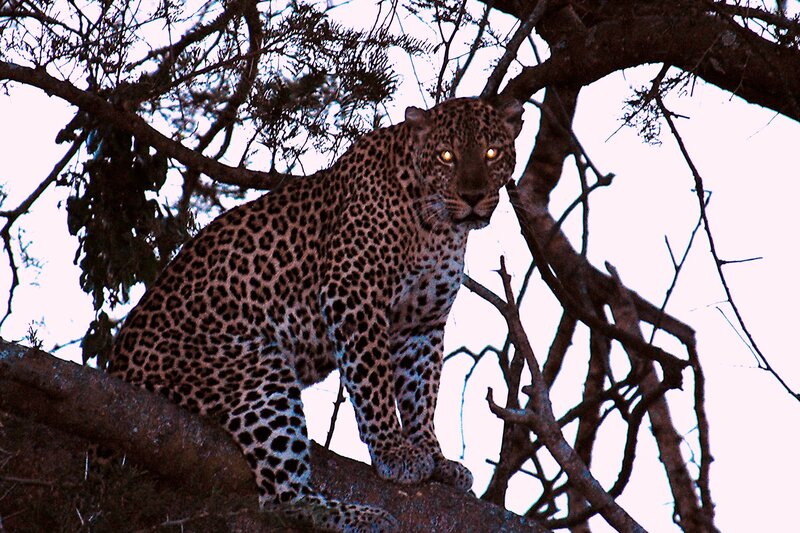 Leopard in Tree — Brown, Alert, Sunset