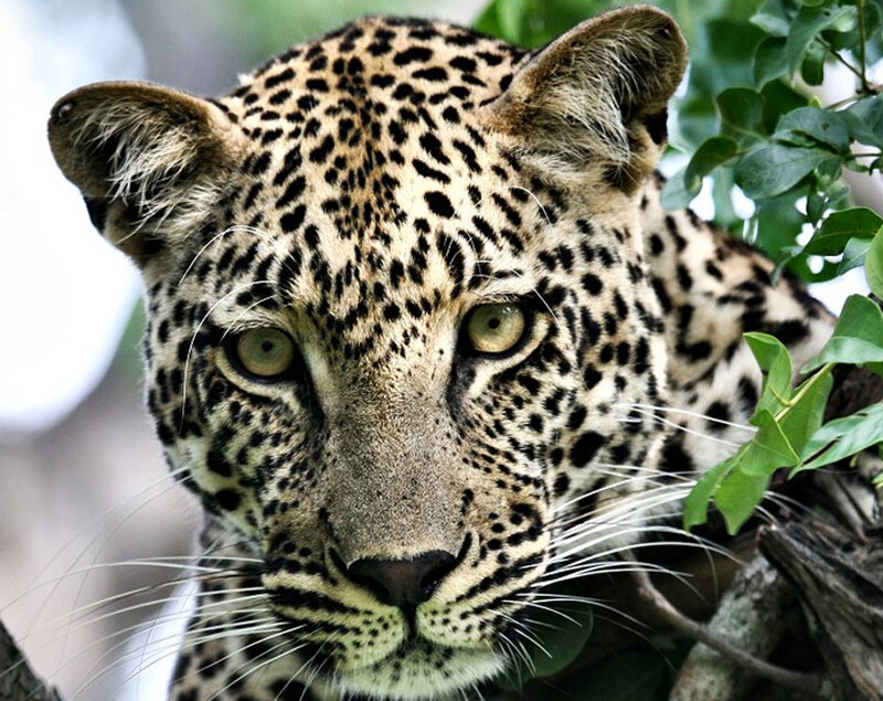 Leopard in Tree — Brown, Alert
