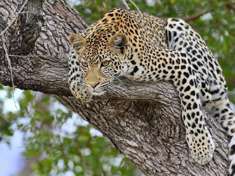 Leopard in Tree — Brown, Calm, Afternoon, Photograph, Branch, Forest
