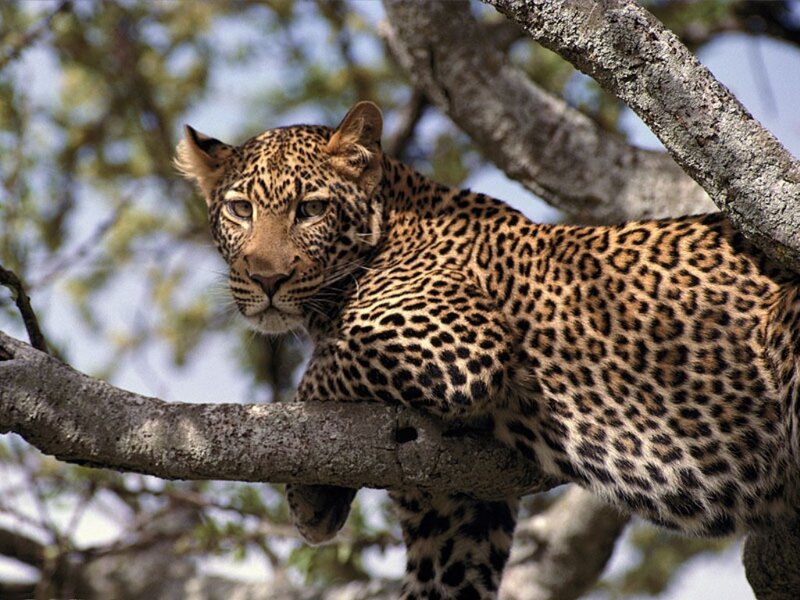 Leopard in Tree — Brown, Calm, Afternoon, Photograph, Branch, Sky, Black