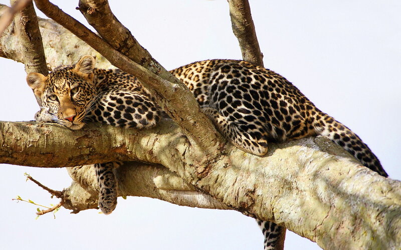 Leopard in Tree — Brown, Calm, Afternoon, Photograph, Branch
