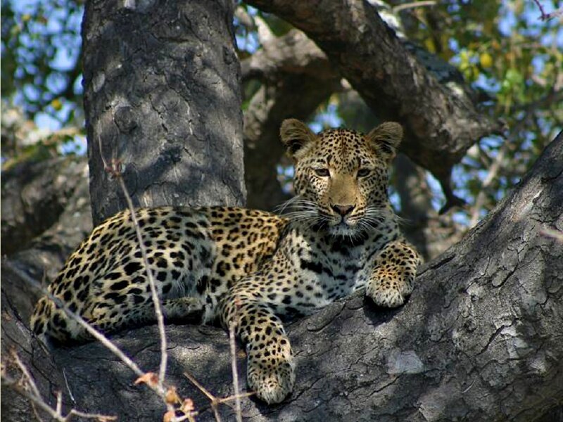 Leopard in Tree — Brown, Calm, Afternoon, Photograph, Branches, Sky