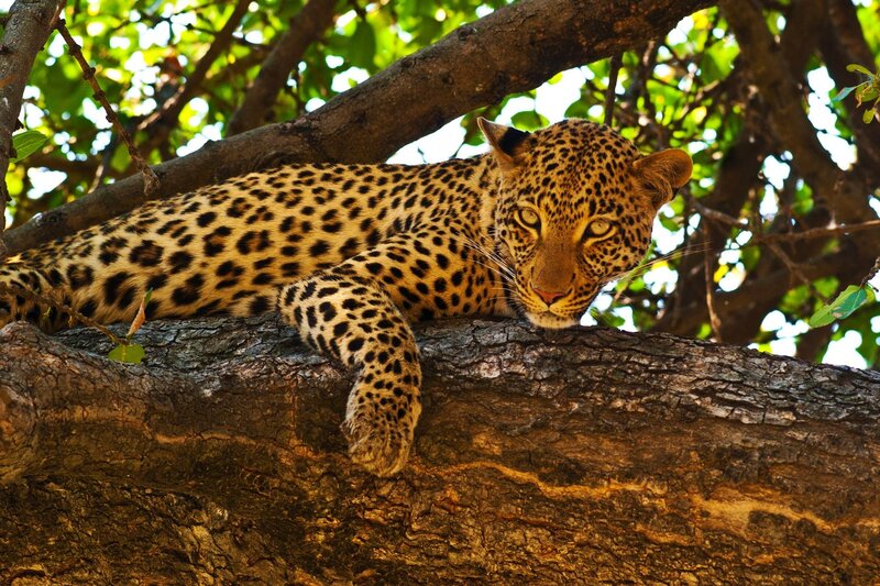 Leopard in Tree — Brown, Calm, Afternoon, Photograph, Branches
