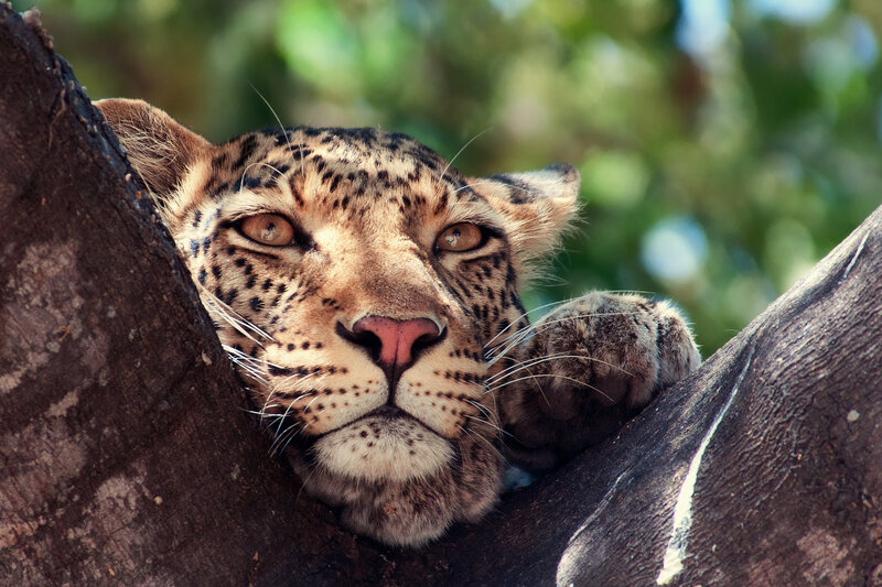 Leopard in Tree — Brown, Calm, Afternoon, Photograph, Forest