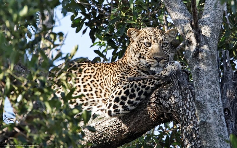 Leopard in Tree — Brown, Calm, Afternoon, Photograph, Leaves, Sky