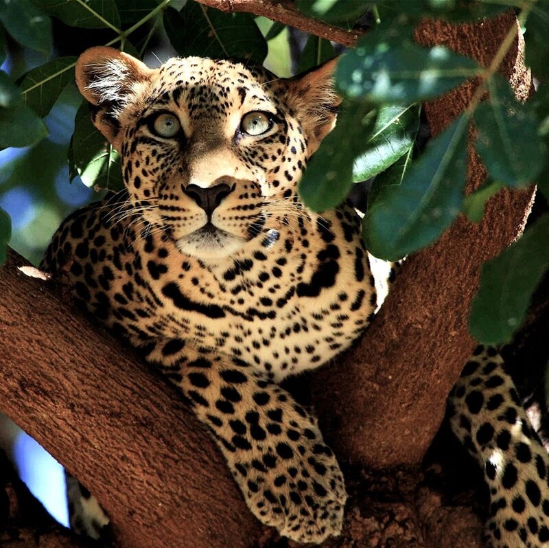 Leopard in Tree — Brown, Calm, Afternoon, Photograph, Leaves