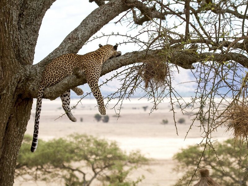 Leopard in Tree — Brown, Calm, Afternoon, Photograph, Savanna