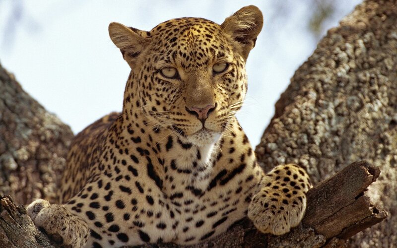 Leopard in Tree — Brown, Calm, Afternoon, Photograph, Sky, Tan, White