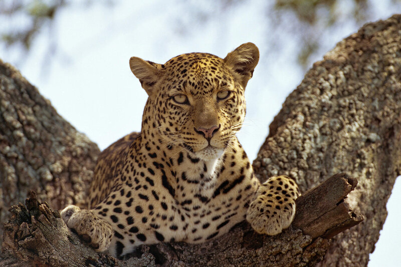 Leopard in Tree — Brown, Calm, Afternoon, Photograph, Sky