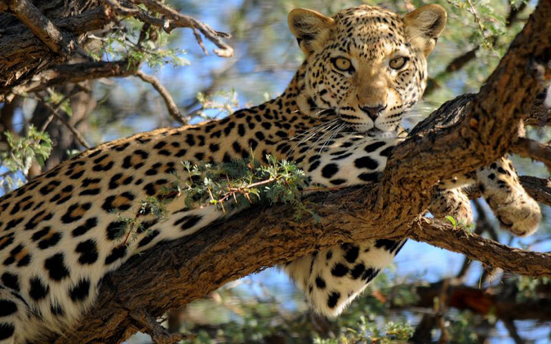 Leopard in Tree — Brown, Calm, Afternoon, Photograph, Tree Branch, Green Leaves