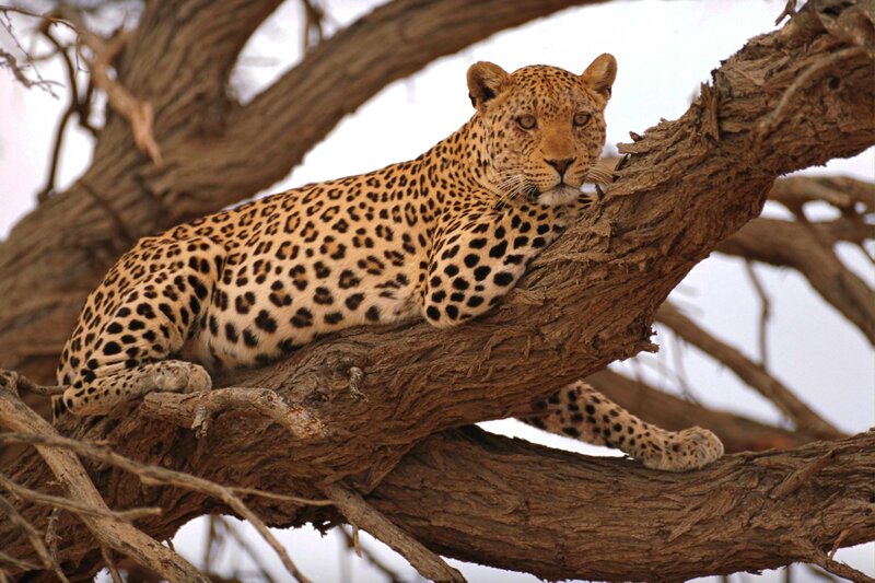 Leopard in Tree — Brown, Calm, Photograph, Branch