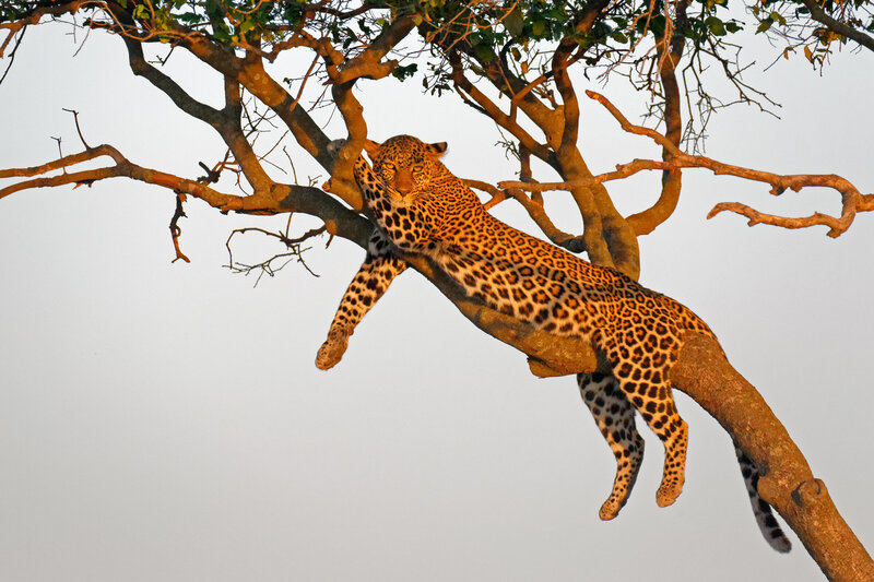 Leopard in Tree — Brown, Calm, Sunset