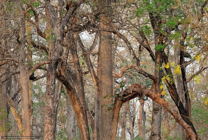 Leopard in Tree — Brown, Natural, Afternoon