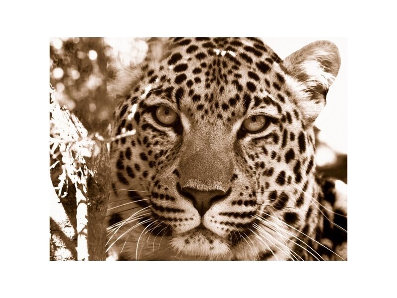 Leopard in Tree — Brown
