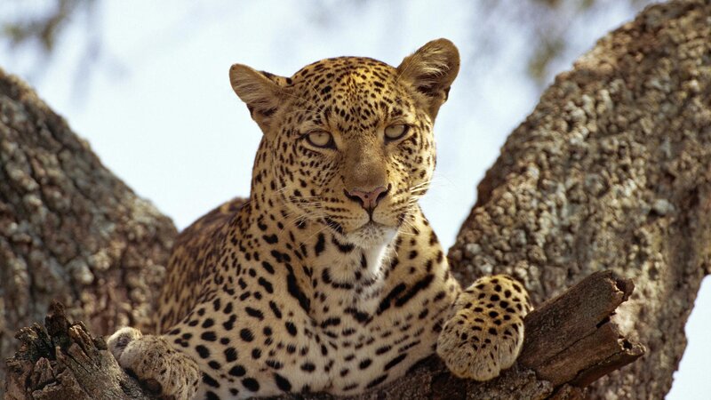 Leopard in Tree — Calm