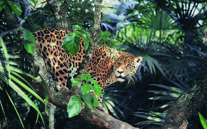 Leopard in Tree — Green, Alert, Afternoon, Photograph, Leaves