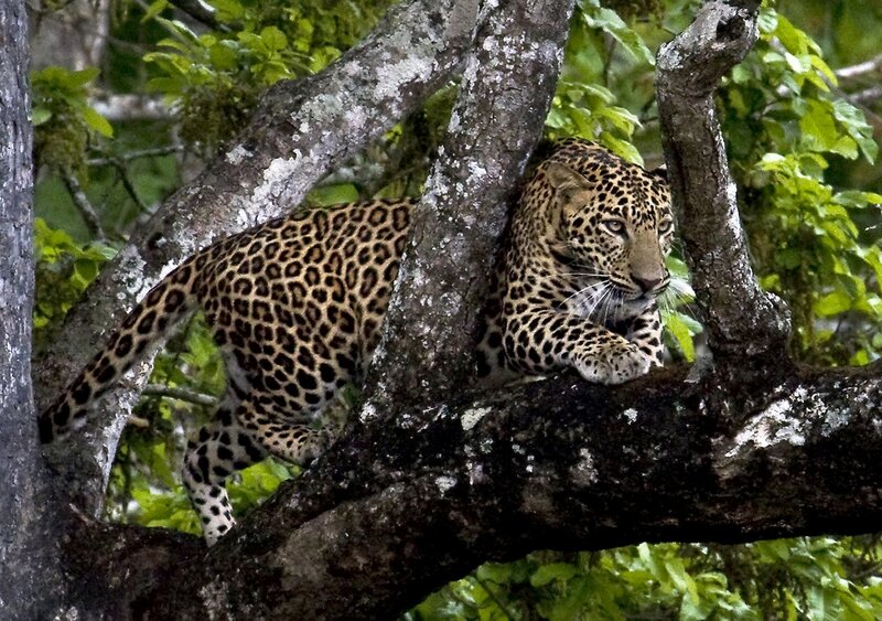 Leopard in Tree — Green, Alert, Afternoon, Photograph