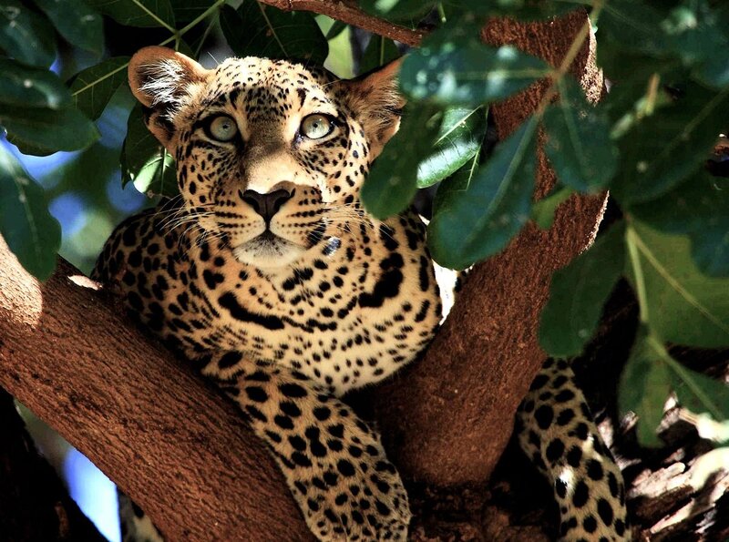 Leopard in Tree — Green, Alert, Afternoon