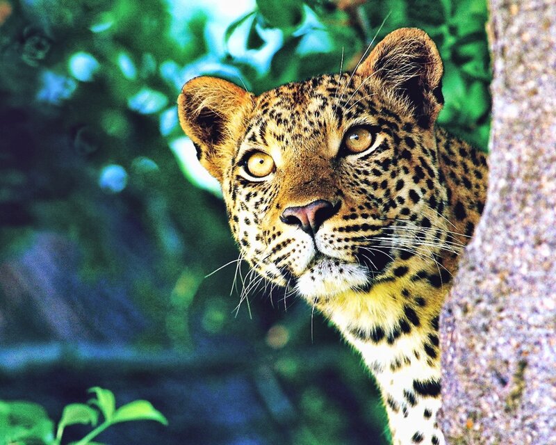 Leopard in Tree — Green, Alert, Photograph