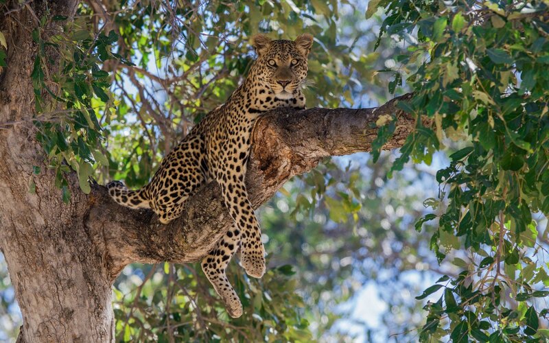 Leopard in Tree — Green, Calm, Afternoon, Photograph, Branch