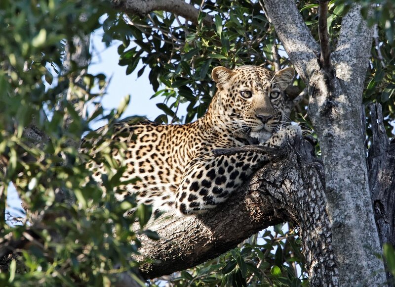 Leopard in Tree — Green, Calm, Afternoon, Photograph, Branches