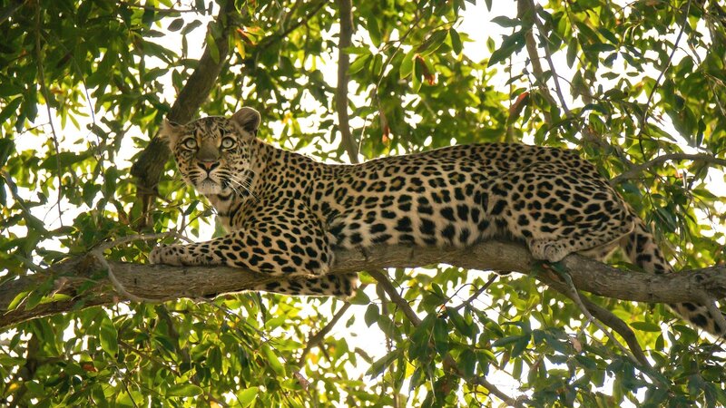 Leopard in Tree — Green, Calm, Afternoon, Photograph