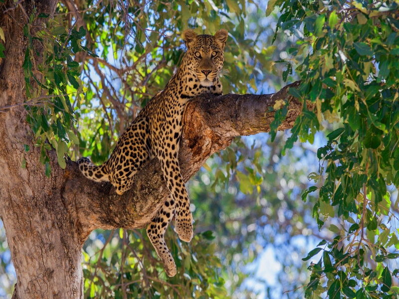 Leopard in Tree — Green, Calm, Afternoon