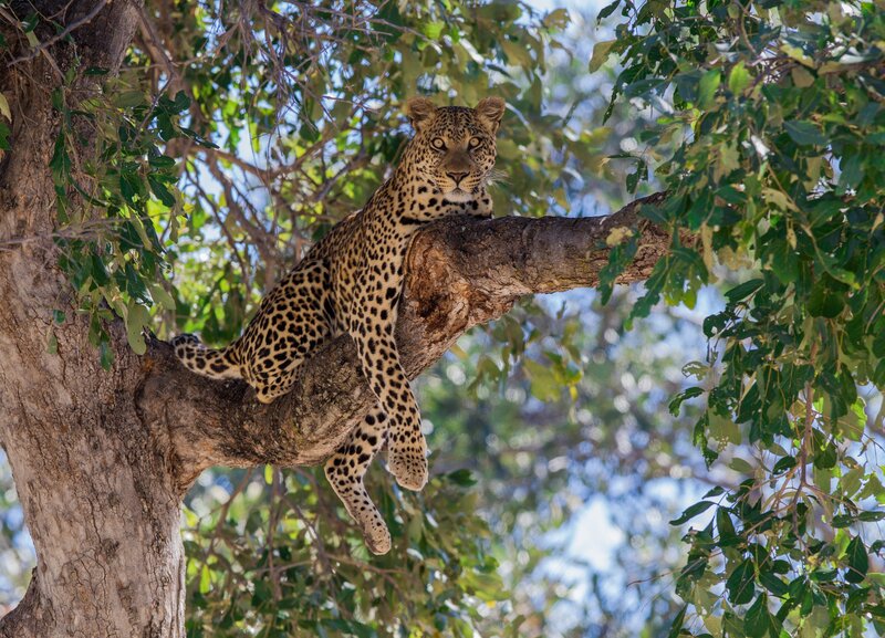 Leopard in Tree — Green, Calm