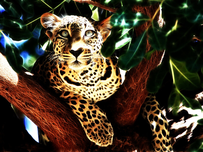 Leopard in Tree — Green, Dramatic