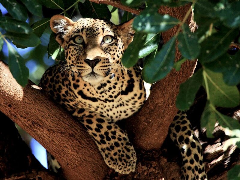 Leopard in Tree — Green