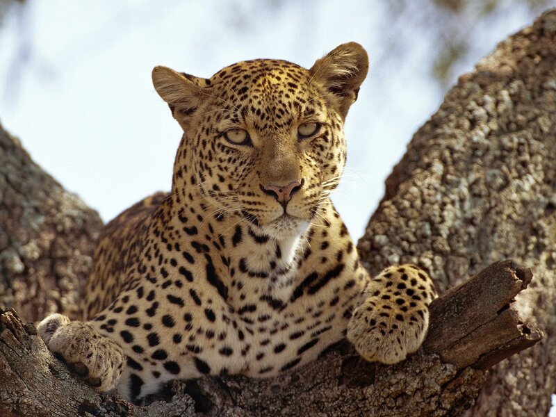 Leopard in Tree — Photograph