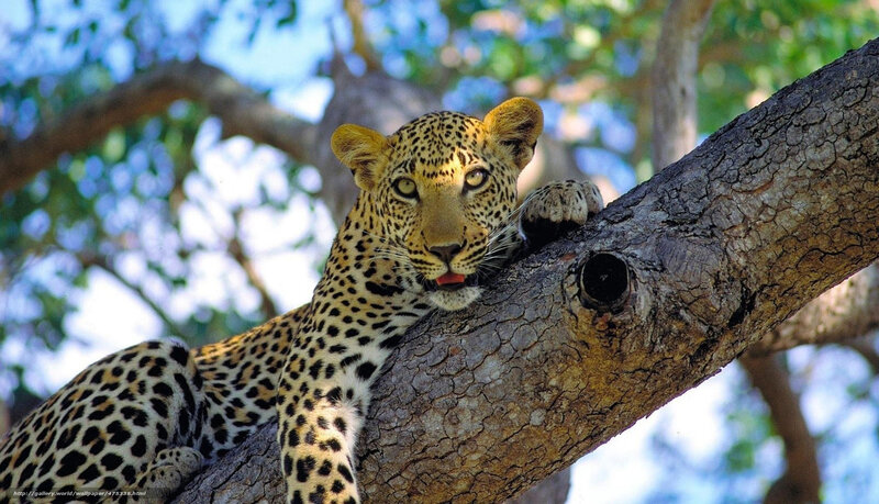 Leopard in Tree — Yellow, Calm, Afternoon, Photograph