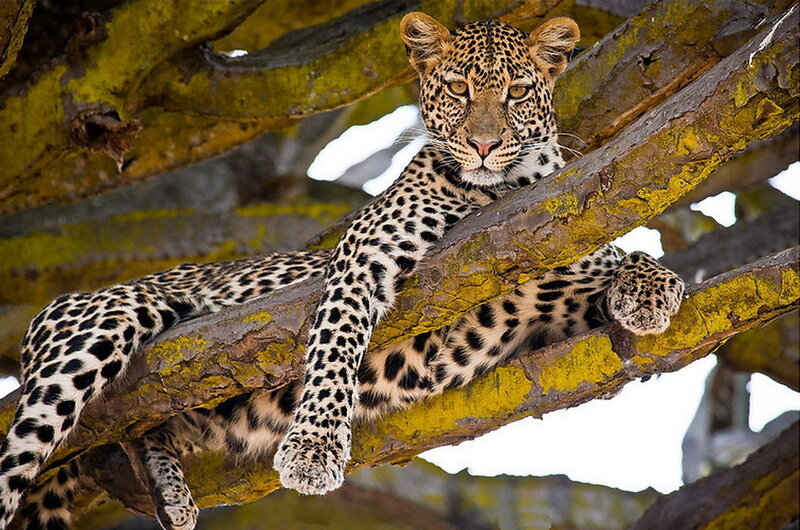 Leopard in Tree — Yellow