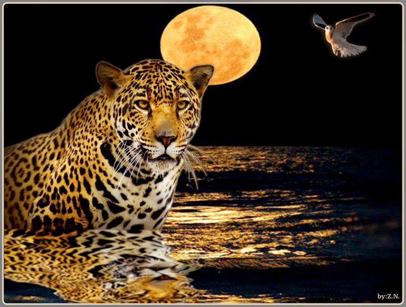 Leopard in Water