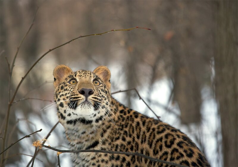 Leopard in Winter Forest — Brown