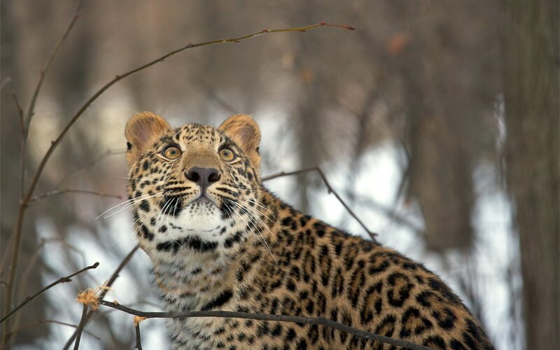 Leopard in Winter Forest