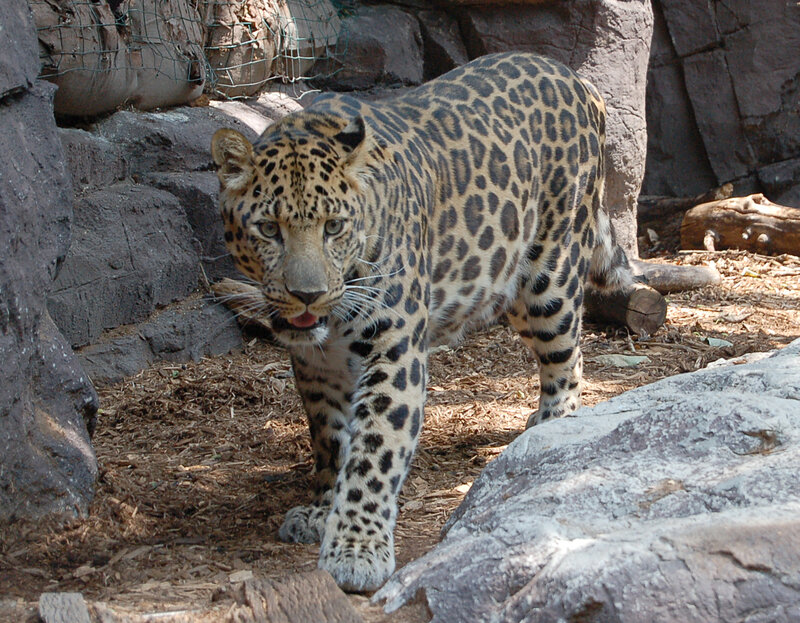 Leopard in zoo enclosure