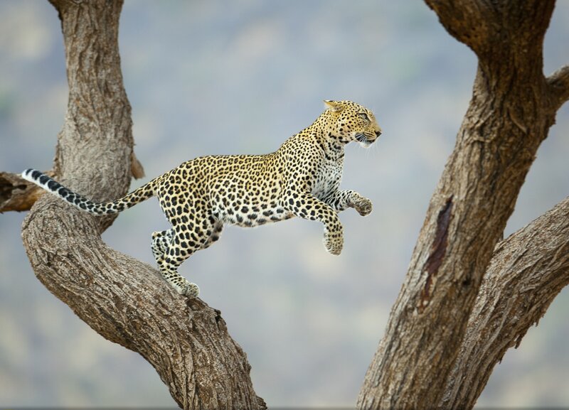 Leopard Jumping Between Branches — Brown