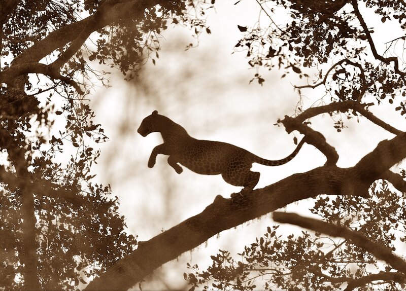 Leopard Jumping Between Branches