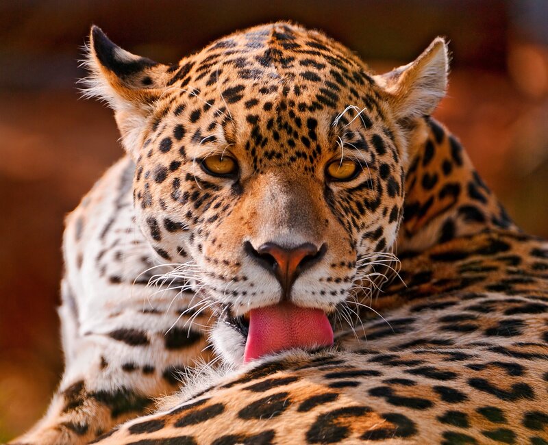 Leopard licking its fur