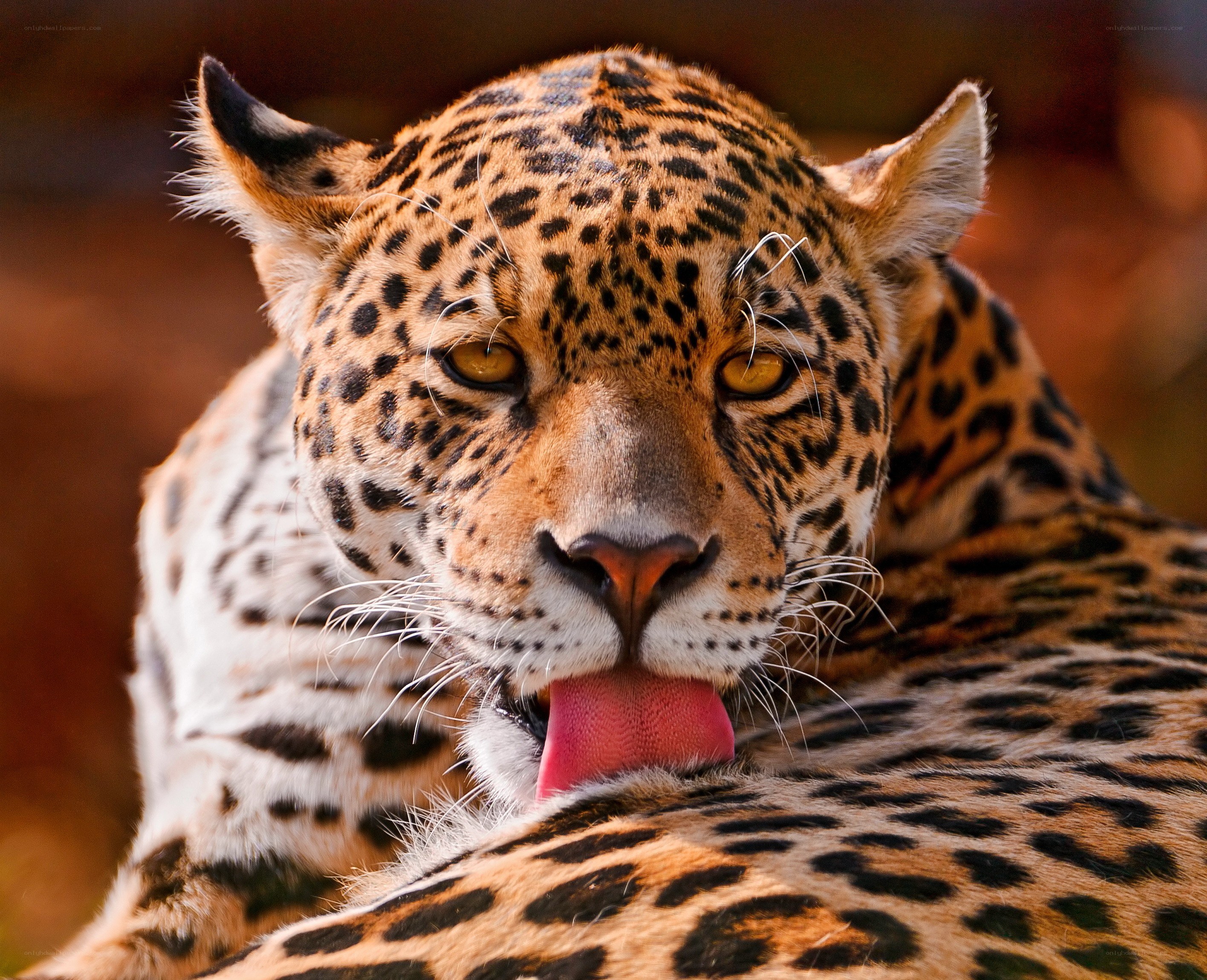 Leopard licking its fur
