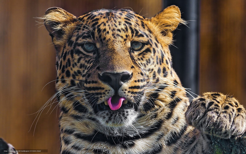 Leopard Licking Its Lips — Brown, Calm