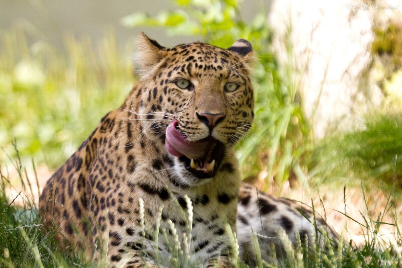 Leopard Licking Its Lips — Brown