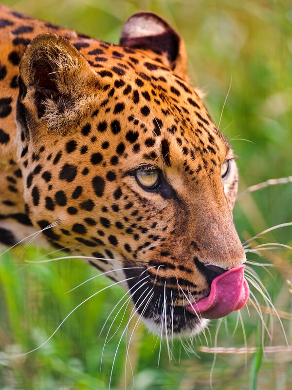 Leopard Licking Its Nose