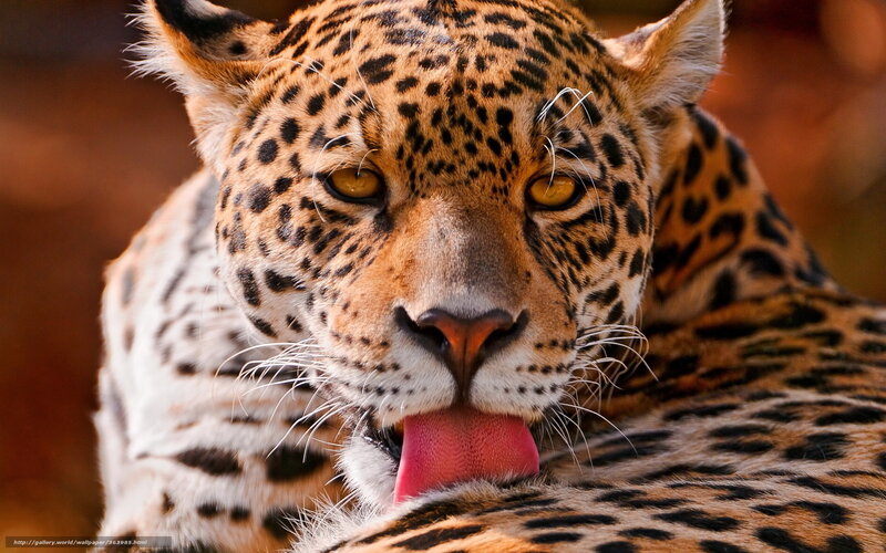Leopard Licking Its Paw — Brown