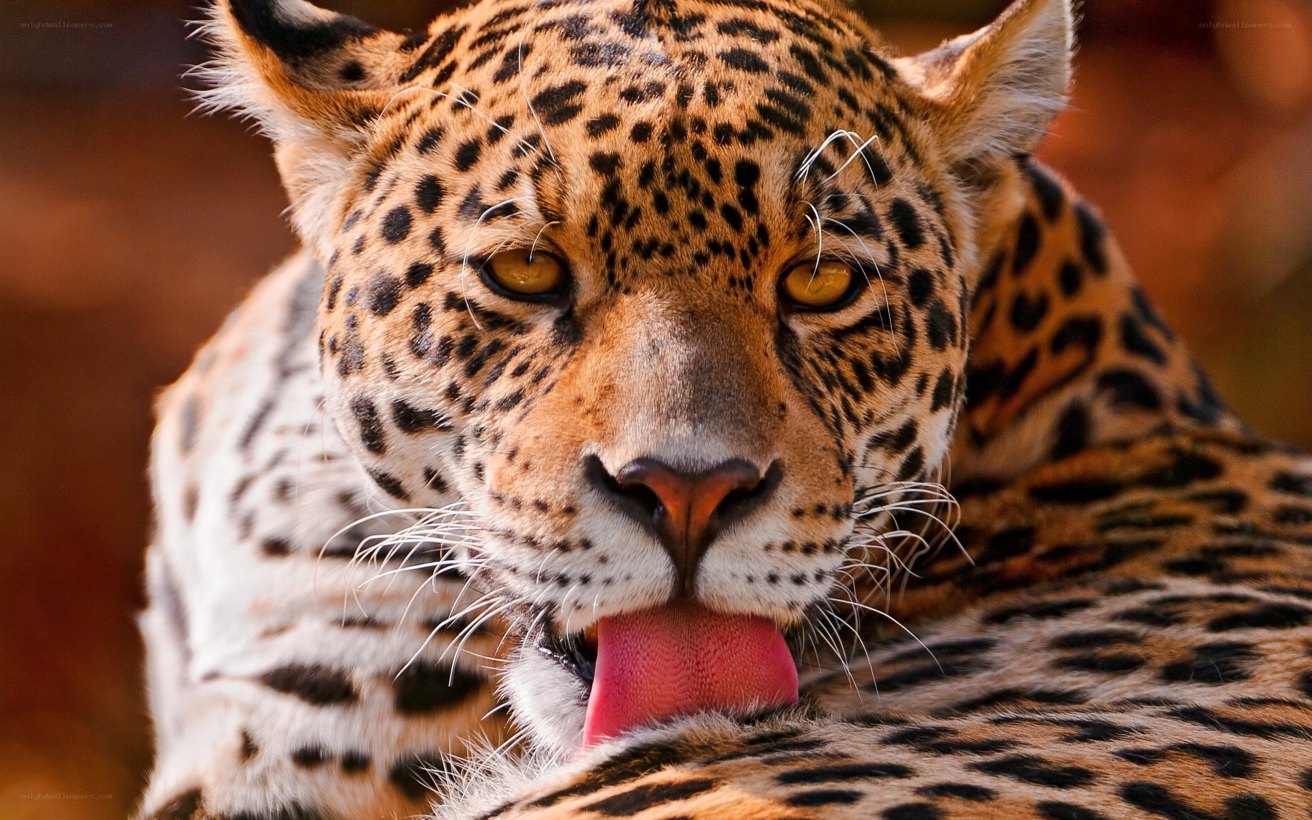 Leopard licking its paw