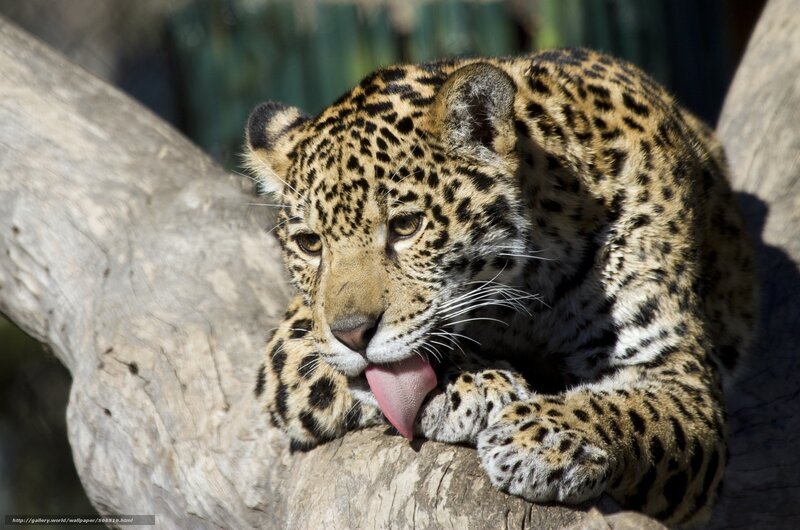 Leopard Licking Paw