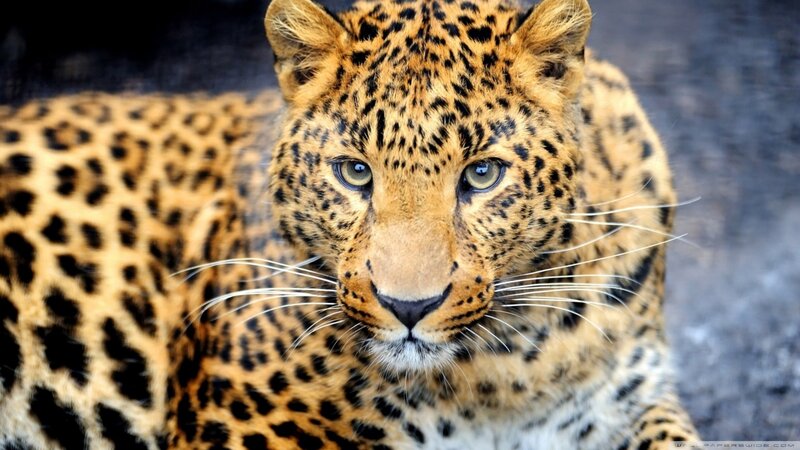 Leopard Looking at Camera — Brown