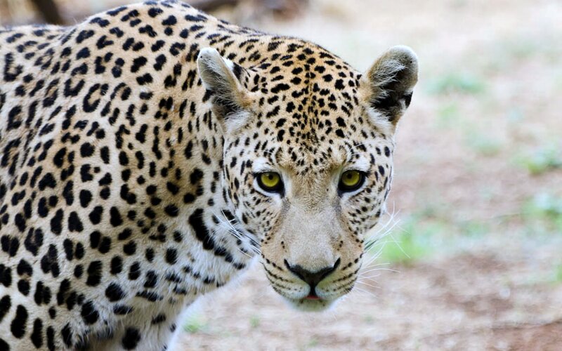 Leopard Looking Forward — Black