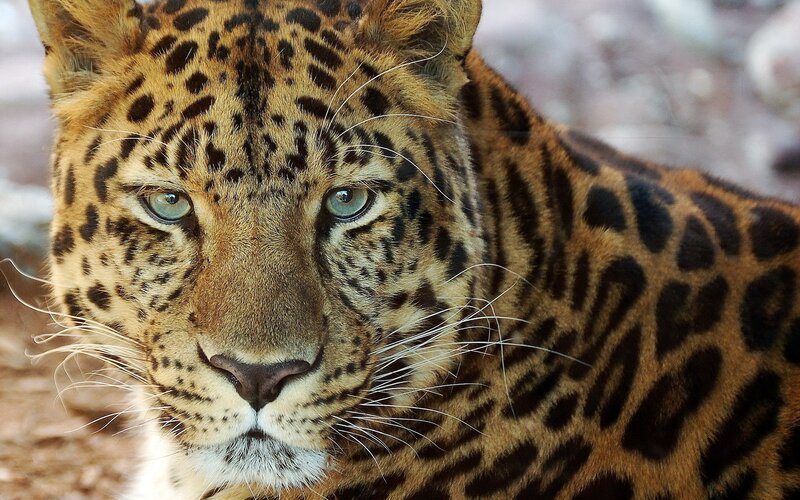 Leopard Looking Forward — Brown, Intense, Photograph, Eyes